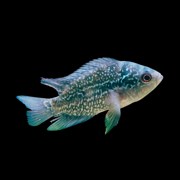 Flowerhorn Cichlid Pearl 5cm Juvenile Male