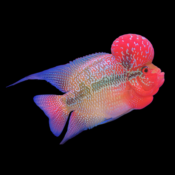 Flowerhorn Cichlid Red Dragon 8cm Sub Adult Male