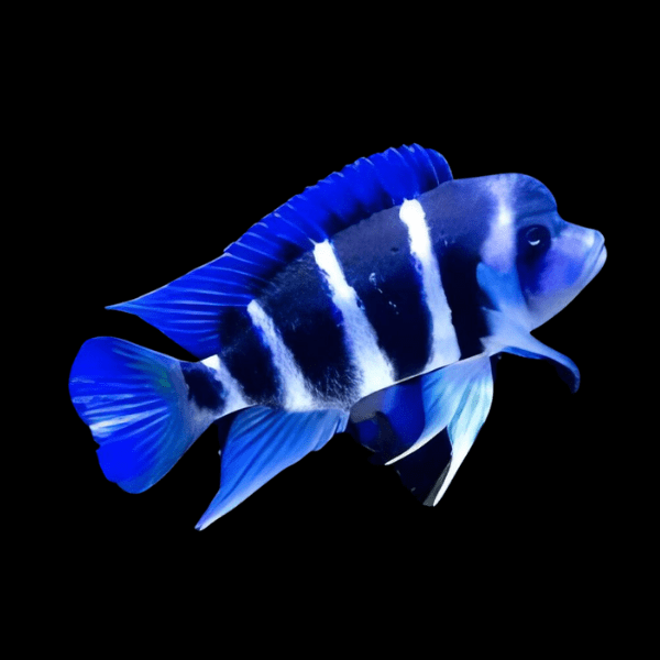 Cyphotilapia Frontosa Blue Zambia 3cm
