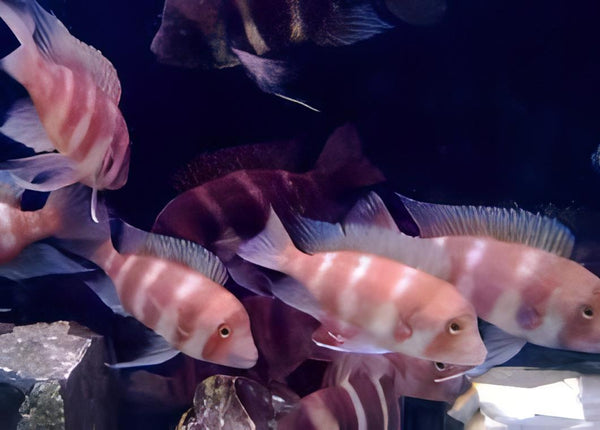 Cyphotilapia Frontosa Red 4cm
