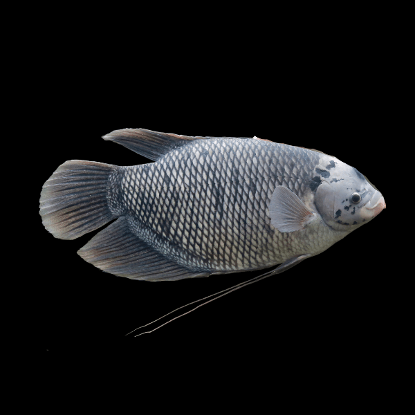 Giant Gourami Osphronemus Goramy 6cm