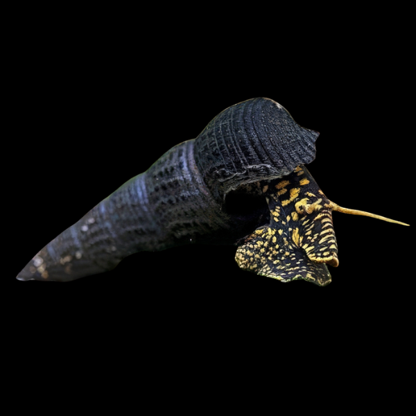 Gold Spot Rabbit Snail Tylomelania 5cm