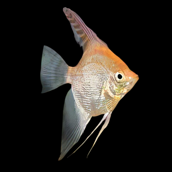 Golden Angelfish Pterophyllum Scalare