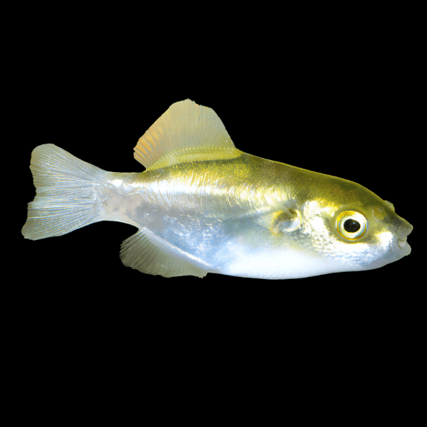 Golden Avocado Pufferfish Auriglobus Modestus 5cm