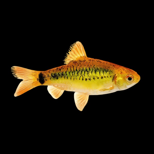 Golden Barb Barbodes Semifasciolatus 4cm