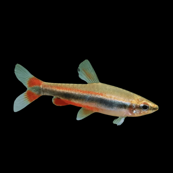 Golden Beckford's Pencil Fish Nannostomus Beckfordi 3cm