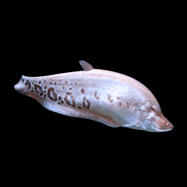Golden Clown Knife Fish Notopterus Chitala 10cm