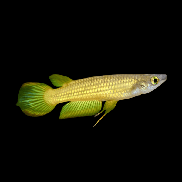 Golden Wonder Panchax Aplocheilus Lineatus 3cm