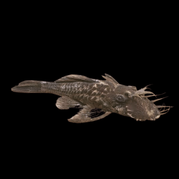 Green Dragon Bristlenose Pleco Ancistrus