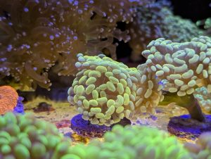 Green Branching Hammer Coral in a marine reef aquarium at Birchwood Aquatic Centre.