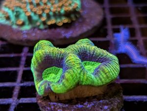 Green Lobophyllia brain coral in a marine reef aquarium at Birchwood Aquatic Centre.