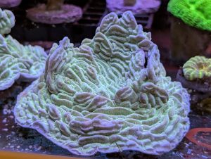 Green Scroll Coral in a marine reef aquarium at Birchwood Aquatic Centre.