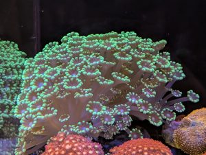 Green Star Polyp coral in a marine reef aquarium at Birchwood Aquatic Centre.