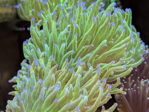Green Torch Coral with purple tips in a marine reef aquarium at Birchwood Aquatic Centre.
