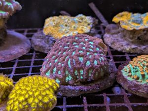 Green and purple Favia brain coral in a marine reef aquarium at Birchwood Aquatic Centre.