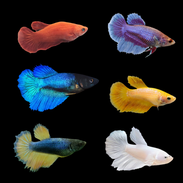 Half Moon Betta Assorted Female 3cm