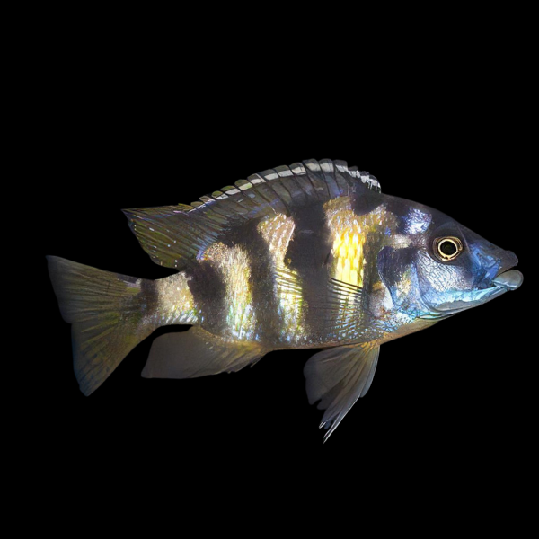 Haplochromis Milomo VC10 Victoria African Cichlid