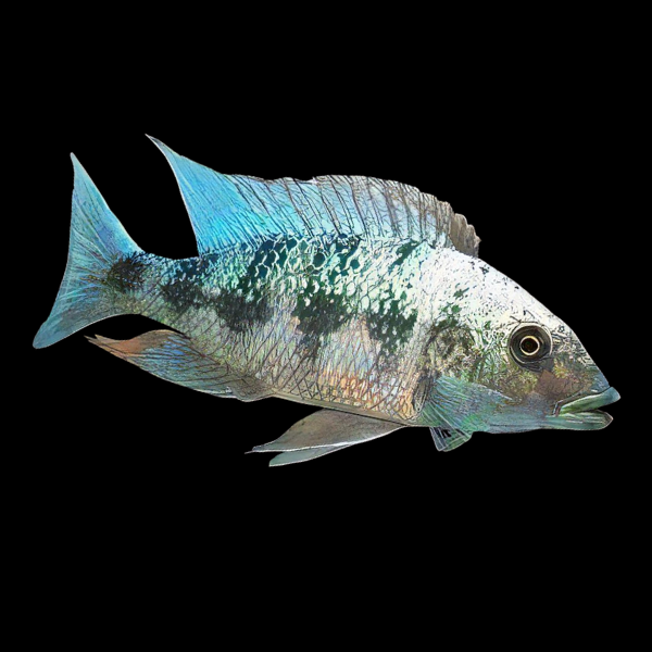 Haplochromis Rostratus Malawi African Cichlid