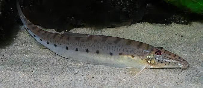 Horseface Loach Acantopsis Dialuzona 6cm
