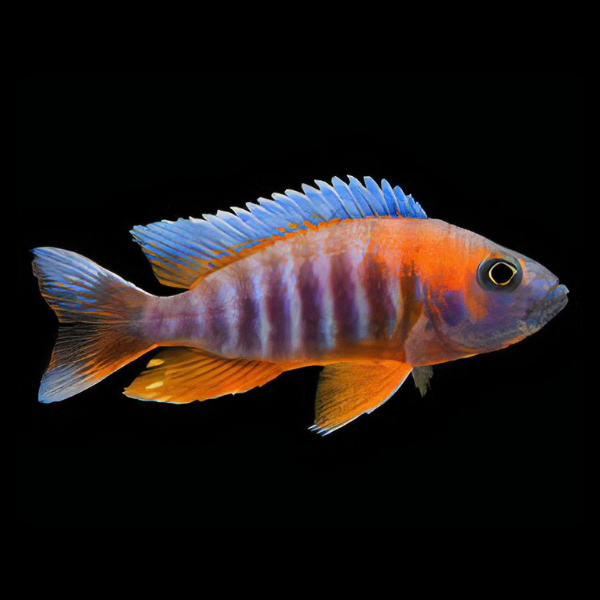 Aulonocara Jacobfreibergi Peacock Malawi African Cichlid