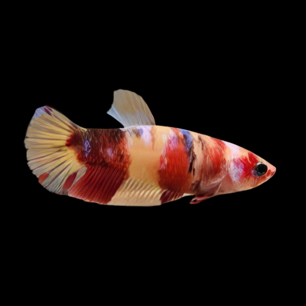 Koi Betta Female Candy 3cm