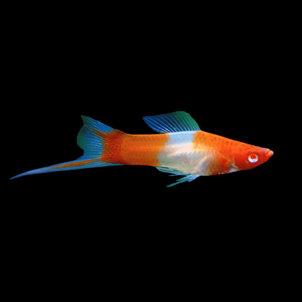 Koi Kohaku Swordtail Xiphophorus Hellerii 3cm
