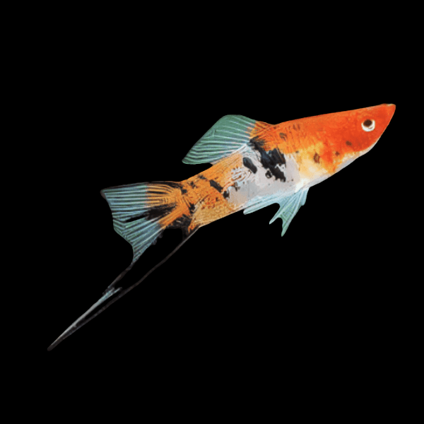Koi Sanke Swordtail Xiphophorus Hellerii 3cm