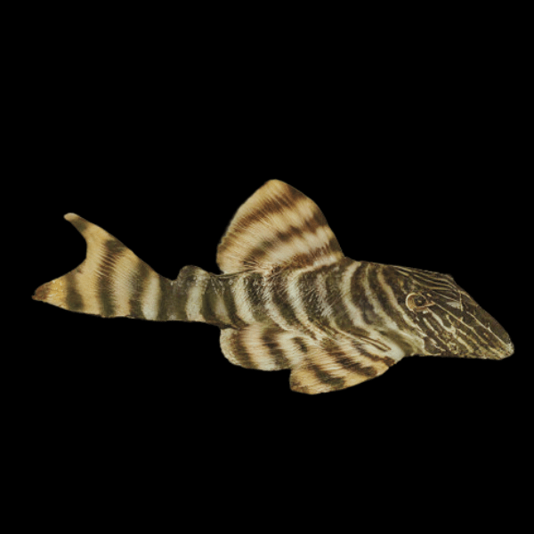 L002 Tiger Peckoltia Pleco Panaqolus Sp
