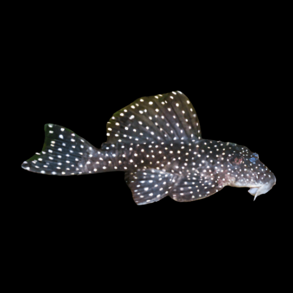 L004 Angelicus Pleco Hypancistrus Sp