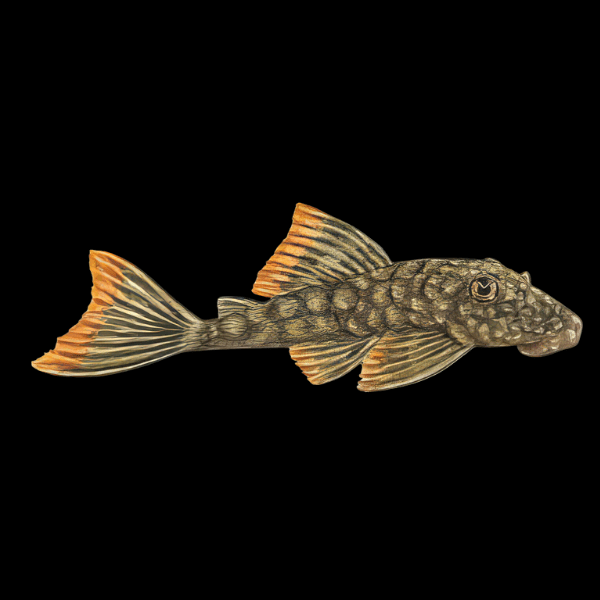 L106 Orange Seam Pleco Hemiancistrus Guahiborum