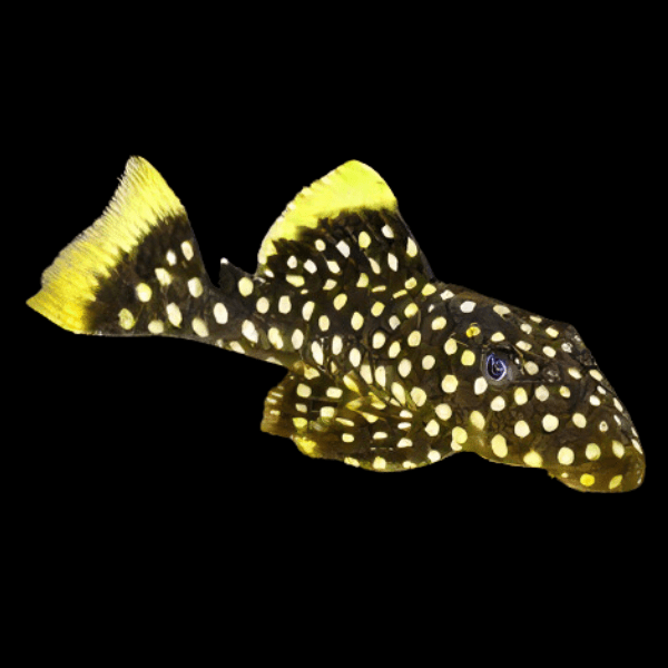 L177 Queen Gold Seam Golden Nugget Pleco Baryancistrus Xanthellus
