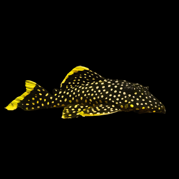 L18 Golden Nugget Pleco Baryancistrus Xanthellus