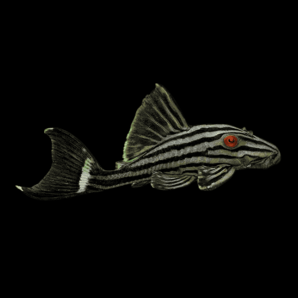 L190 Royal Pleco Panaque Nigrolineatus