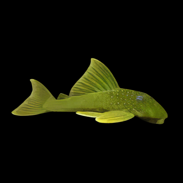 L200a Hi Fin Green Phantom Pleco Hemiancistrus Subviridis