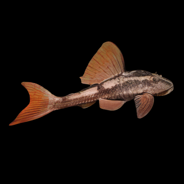 L310 Rusty Pleco Hypostomus Cochliodon