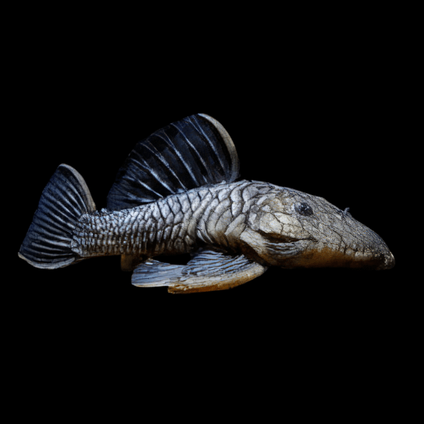 L56 Chubby Pleco Parancistrus Sp Aurantiacus 6cm