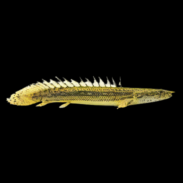 Lapradei Bichir Polypterus Lapradei 10cm