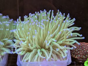 Large green Torch Coral with purple tips in a marine reef aquarium at Birchwood Aquatic Centre.