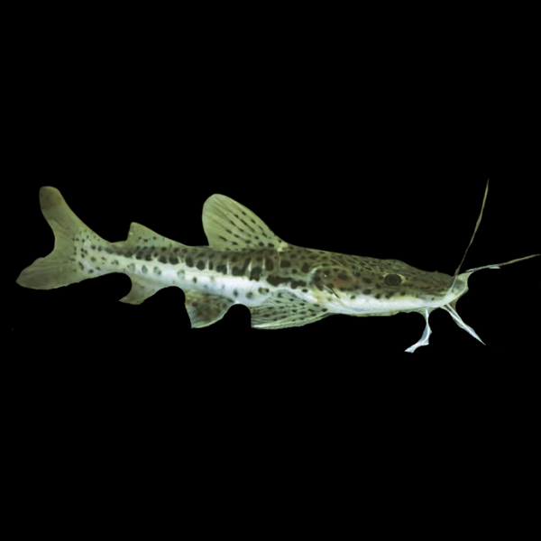 Leopard Catfish Hybrid Red Tailed Catfish x Tiger Shovelnose Catfish 10cm
