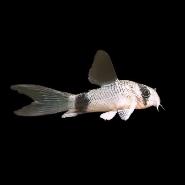 Long Fin Panda Corydoras Panda 3cm