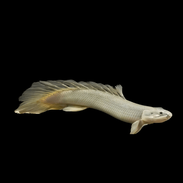 Long Fin Senegal Bichir Polypterus Senegalensis Senegalus 10cm