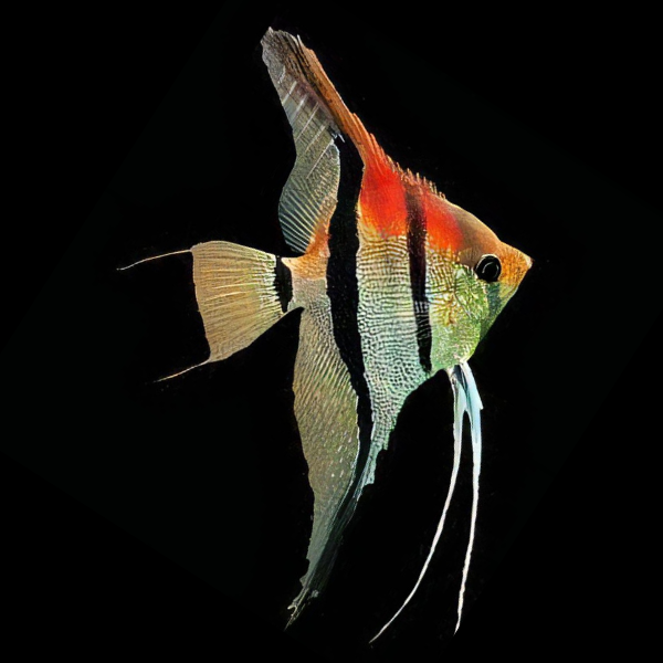 Manacapuru Red Back Angelfish Pterophyllum Scalare 5cm