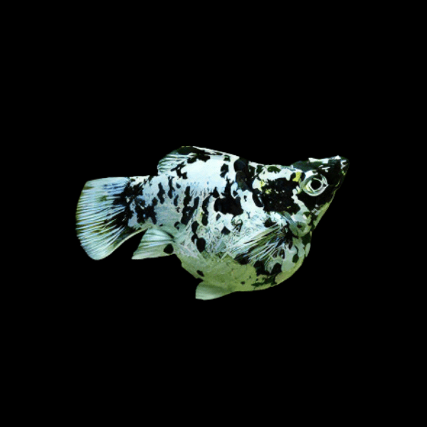Marbled Balloon Molly Fish Poecilia Sphenops 3cm