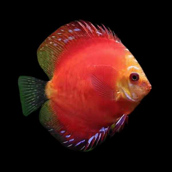 Marlboro Red Discus