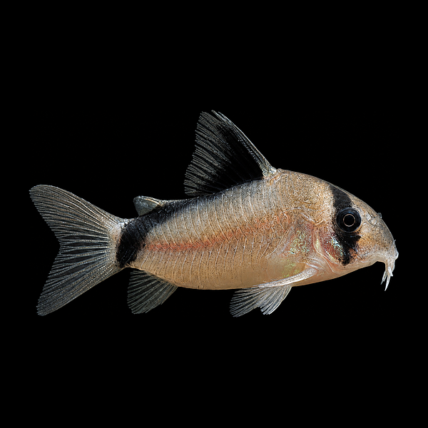Bandit Corydoras Metae 3cm Catfish