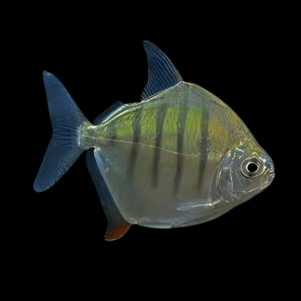 Metynnis Tiger Silver Dollar Metynnis Hypsauchen Fasciatus 5cm