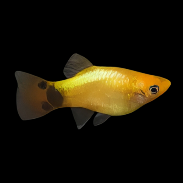 Mickey Mouse Gold Platy Xiphophorus Maculatus 3cm
