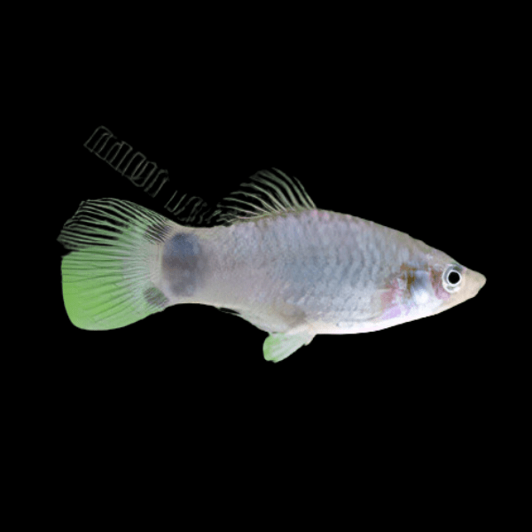 Mickey Mouse Silver Platy Xiphophorus Maculatus 3cm