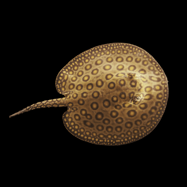 Freshwater Motoro Stingray Potamotrygon Motoro 20cm