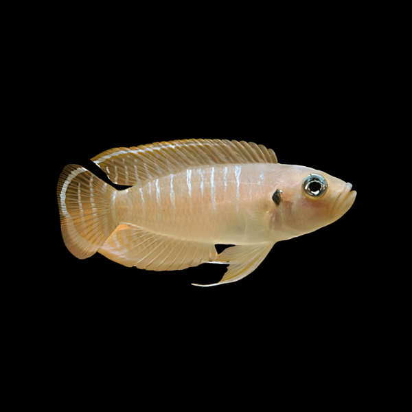 Neolamprologus Brevis Tanganyikan African Cichlids 3cm